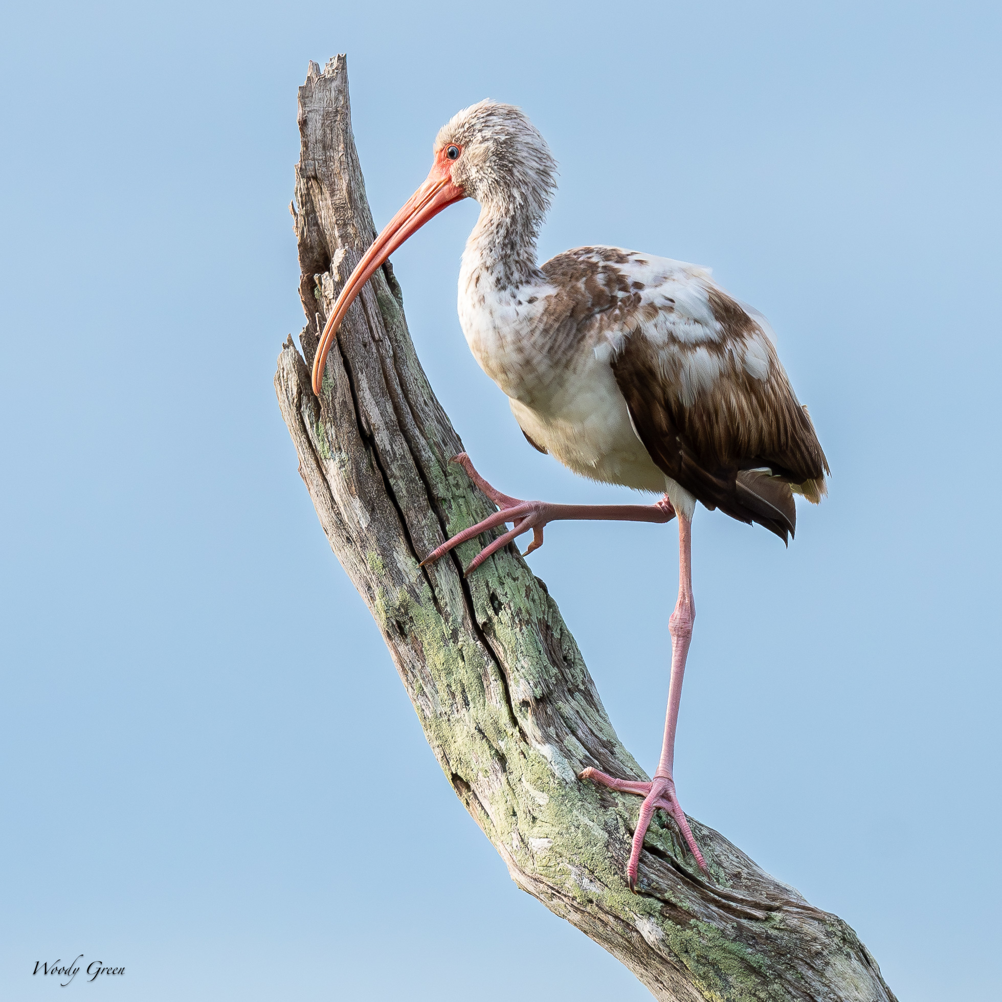 FloridaTreeBirds-677.jpg