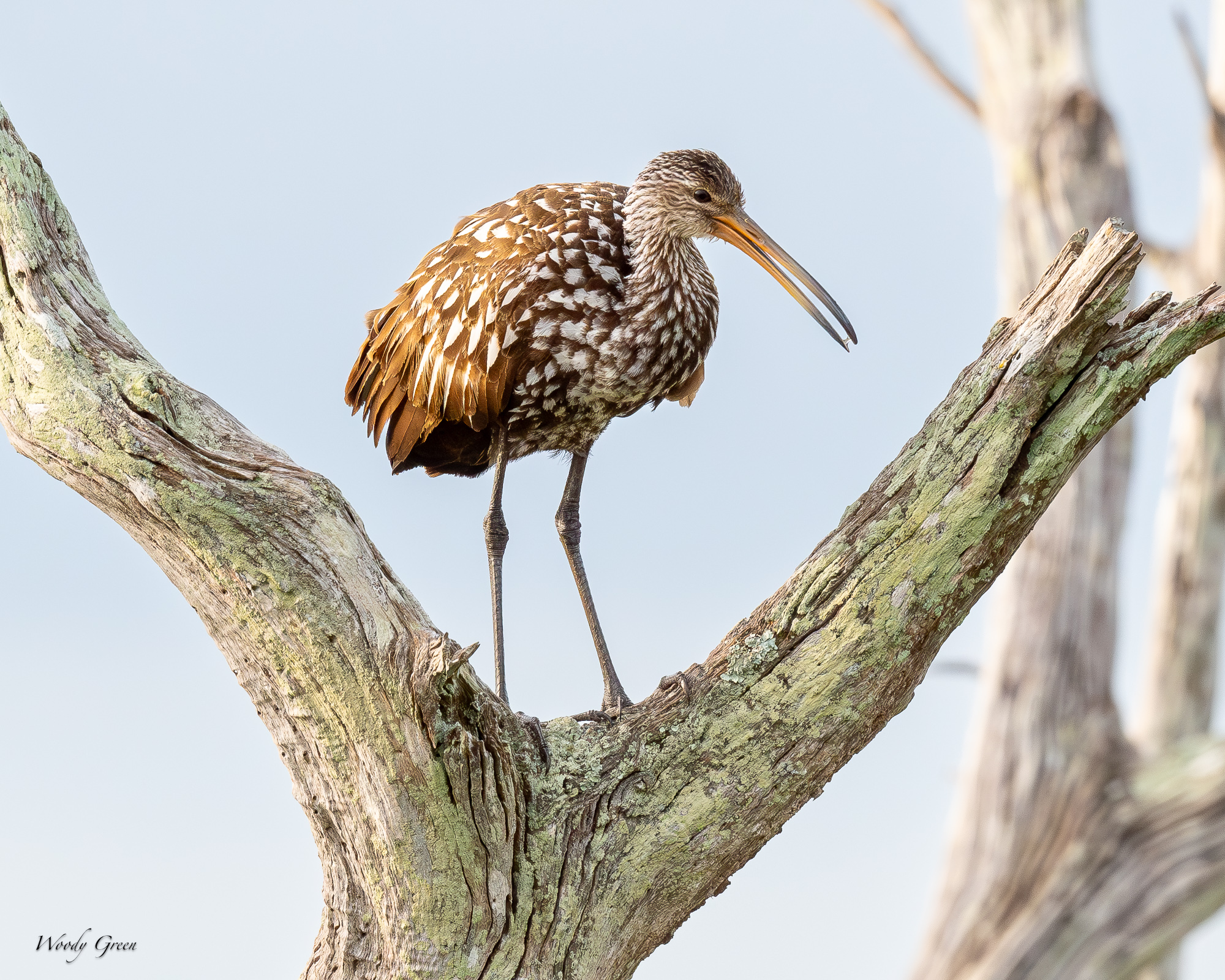 FloridaTreeBirds-678.jpg