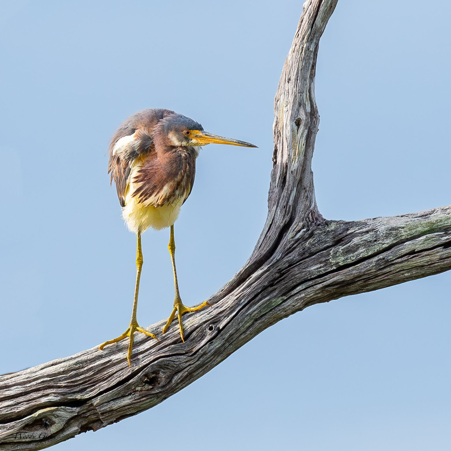 FloridaTreeBirds-679.jpg