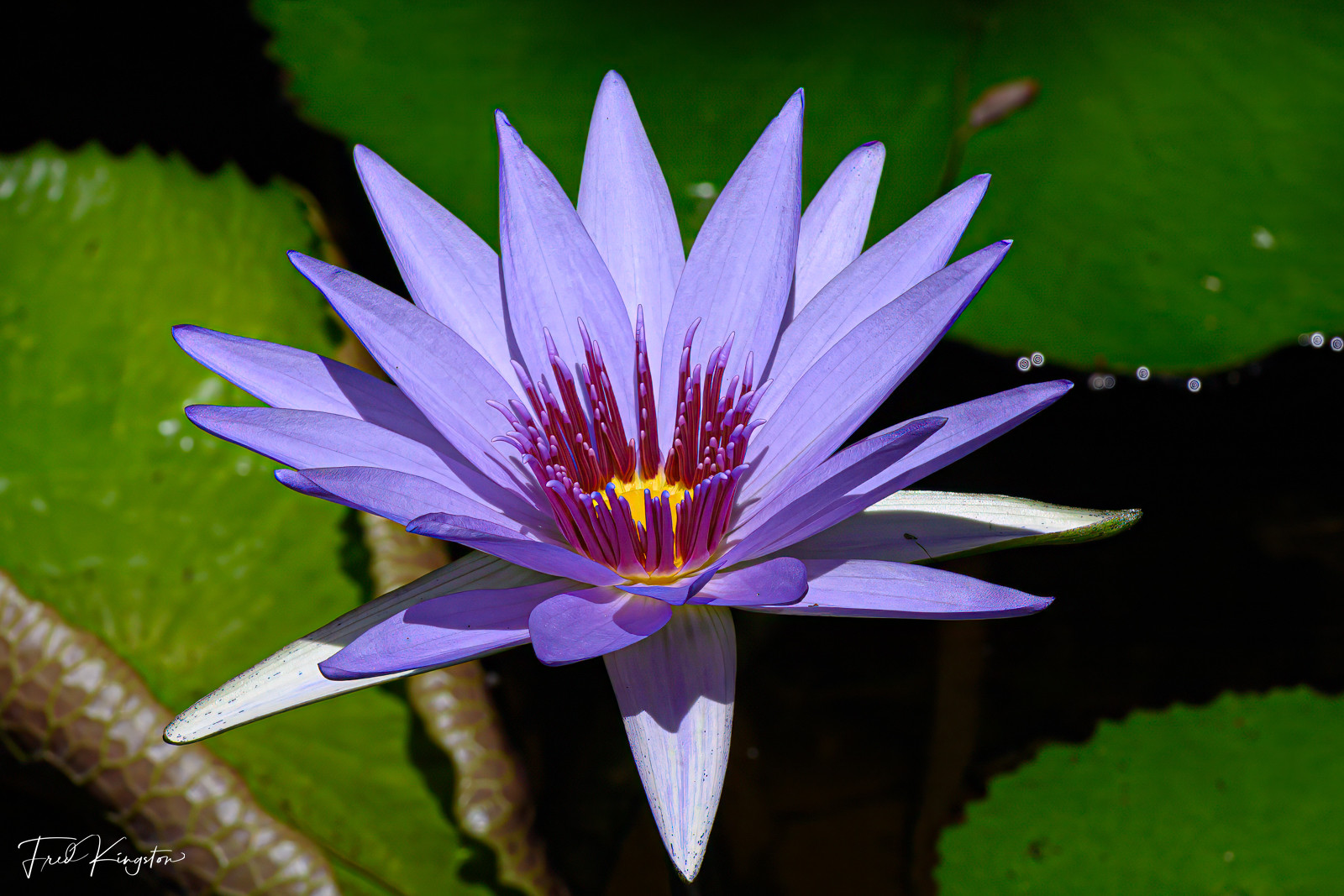 Flower-1.jpg