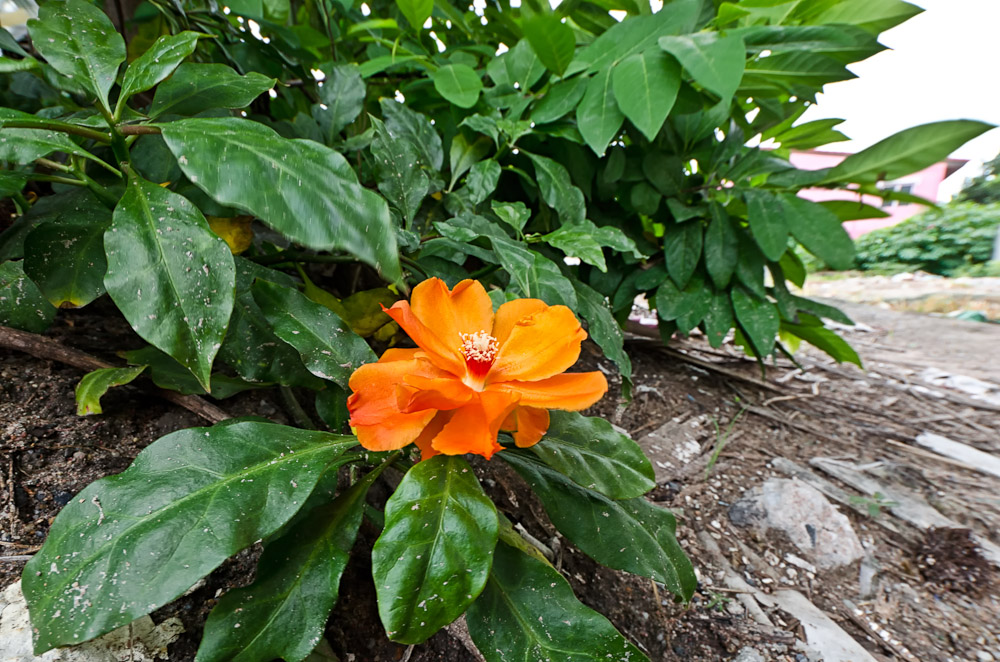 flower-1.jpg