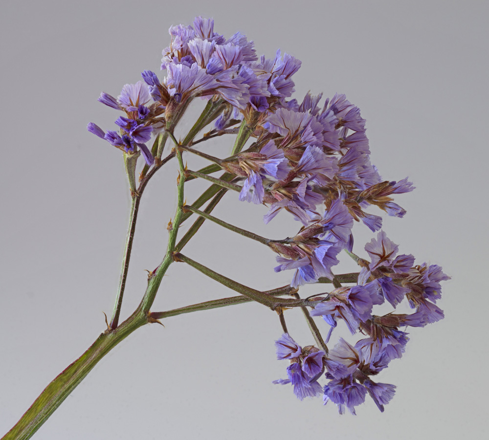 flower-2.jpg