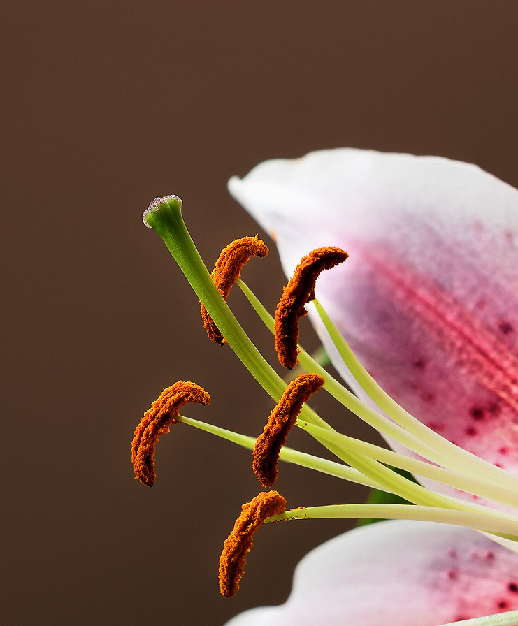 Flower-2.jpg