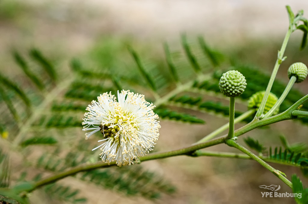 flower-40mm-1.jpg