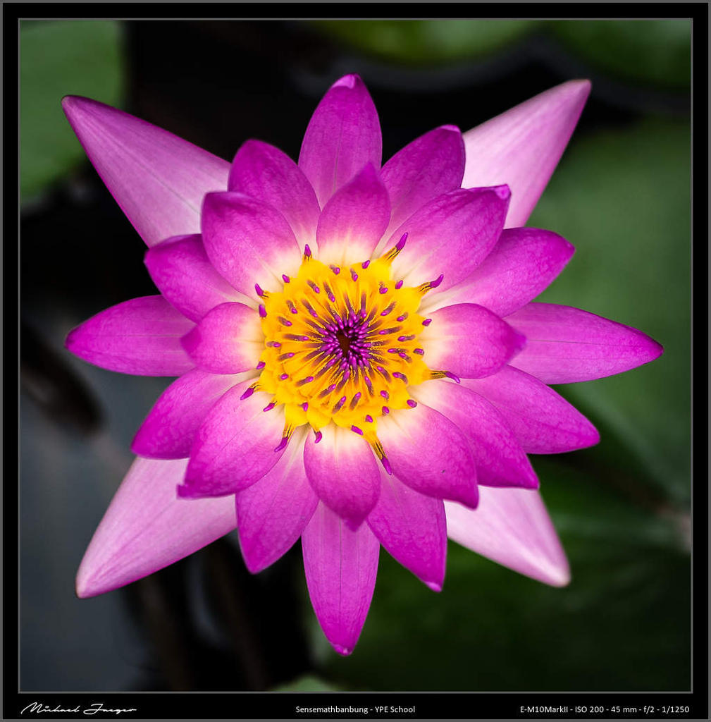 flower-45mm-.jpg