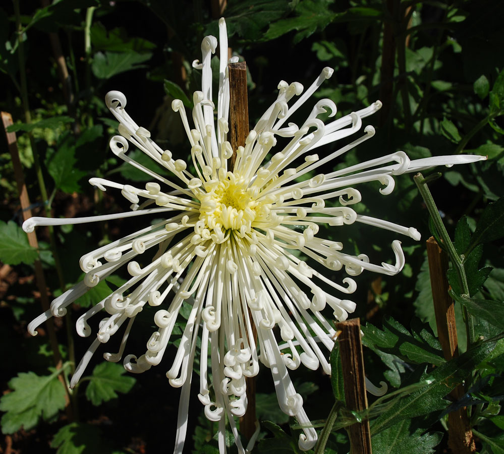 flower-5.jpg