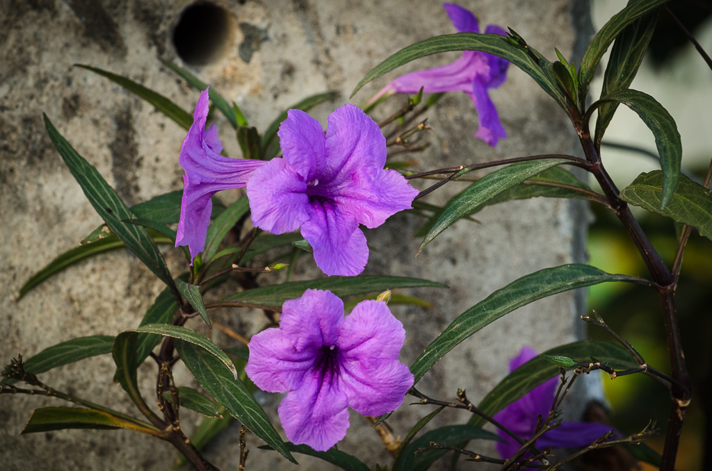flower--at--Banbung-YPE-1.jpg