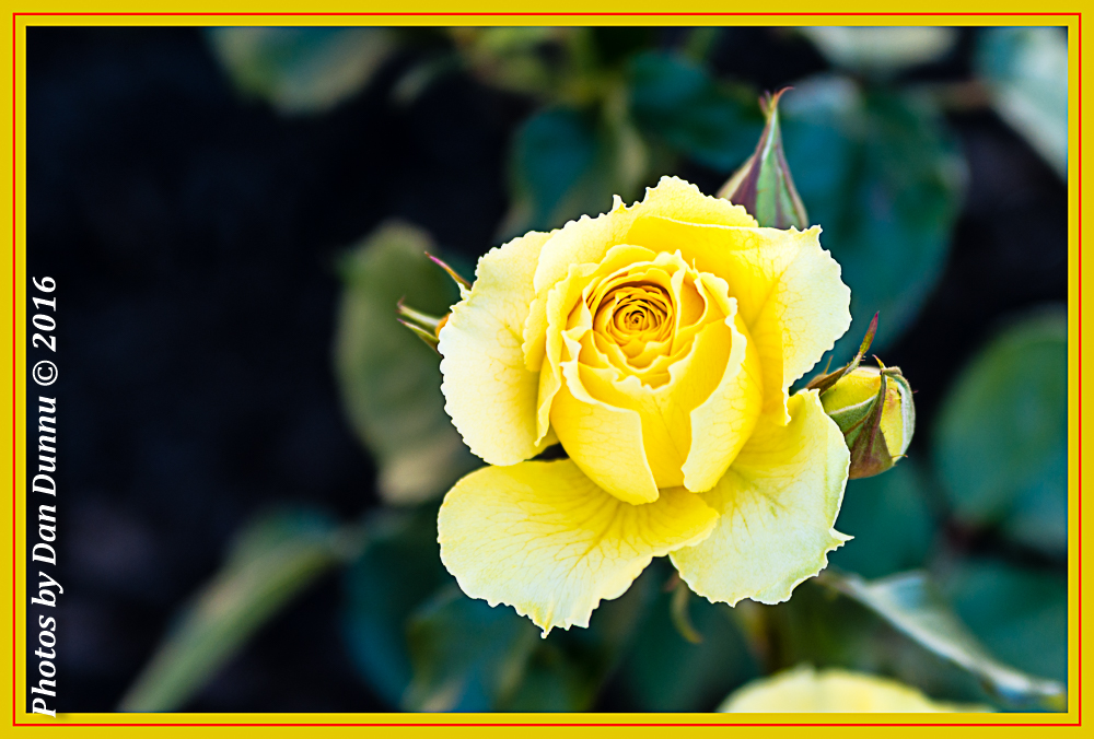 Flower Bed-4448-Edit.jpg