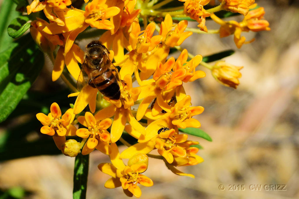 flower-bee-cr.jpg