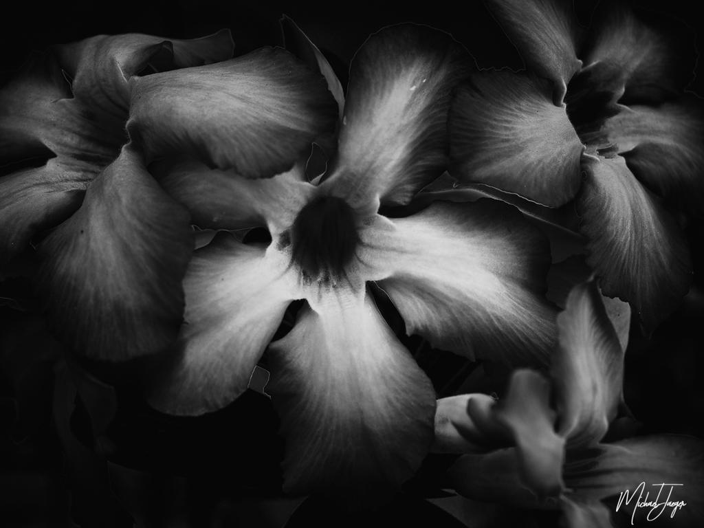 flower-black-1.jpg