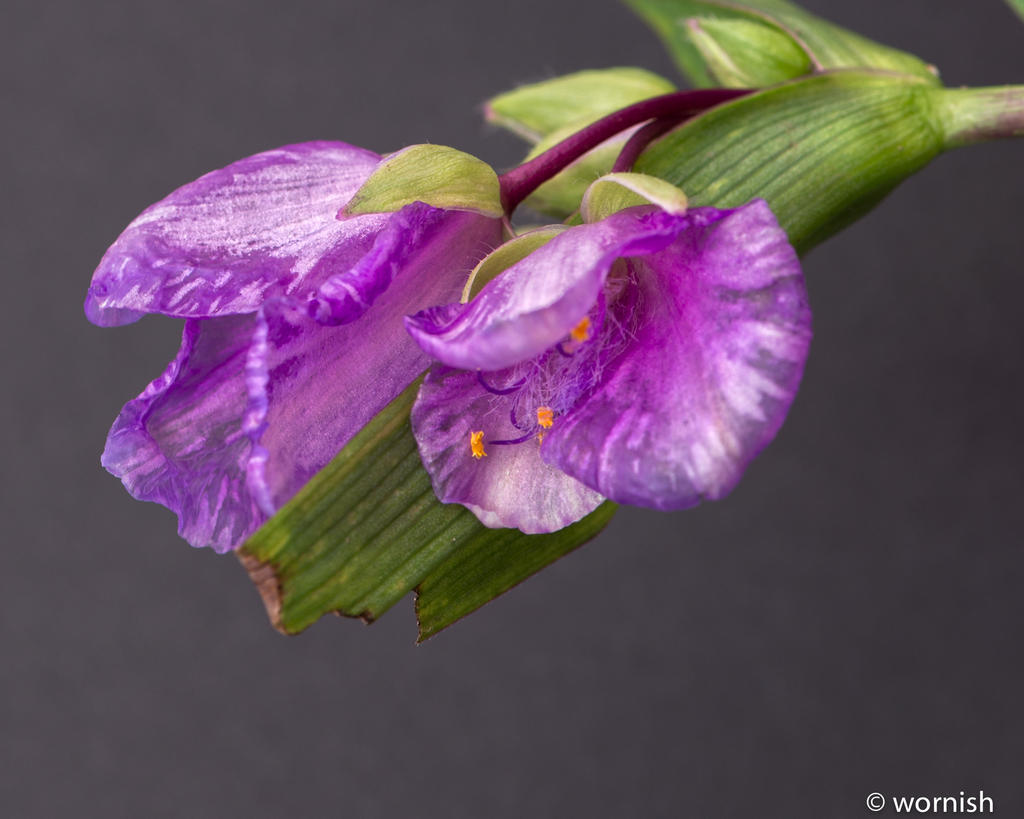 Flower black bg.jpg