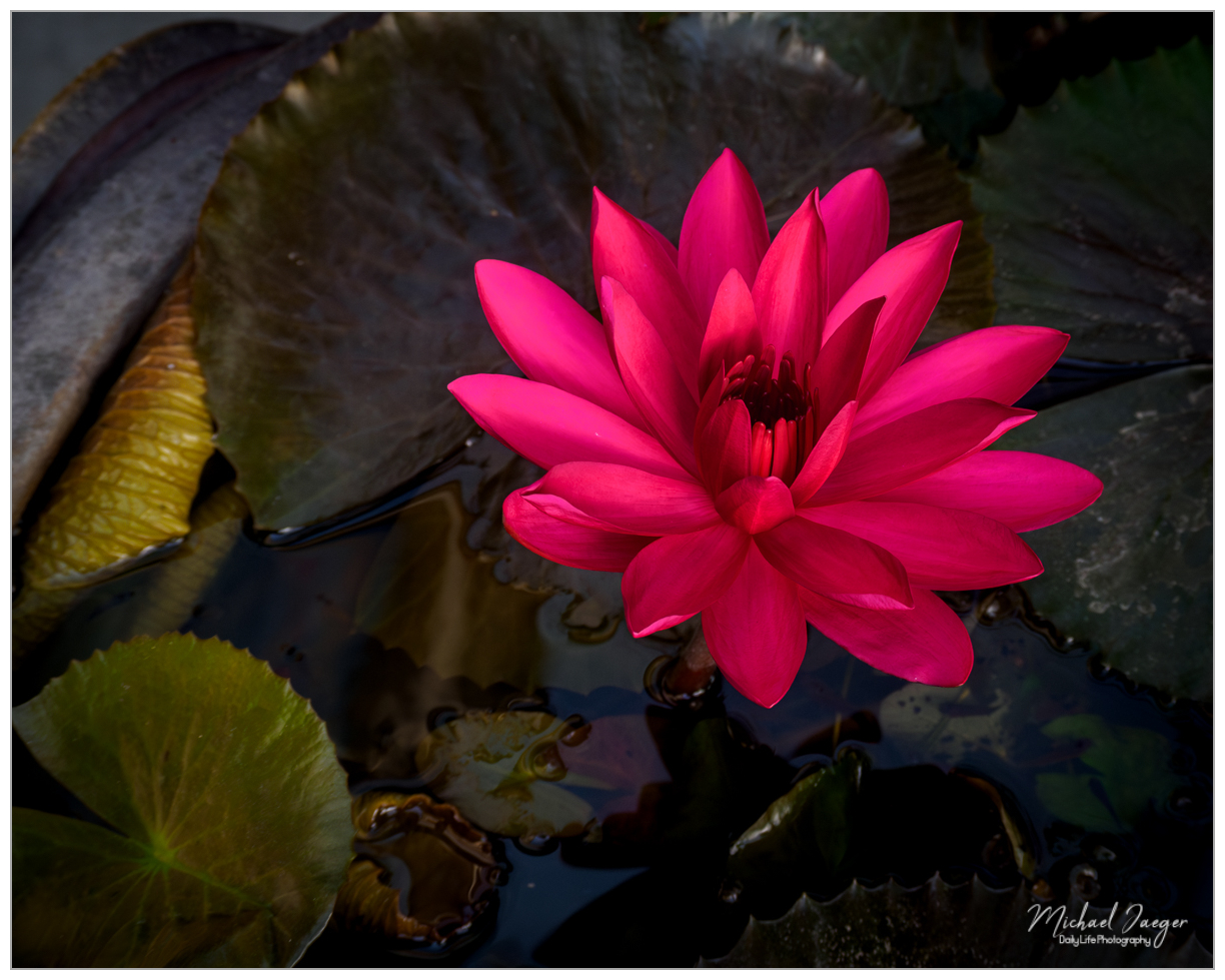 flower-blossom-1-2.jpg