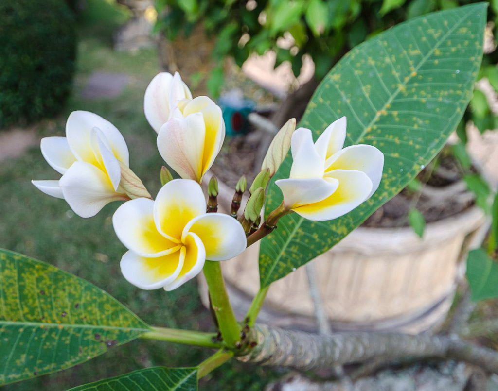 flower-blossoms-1.jpg