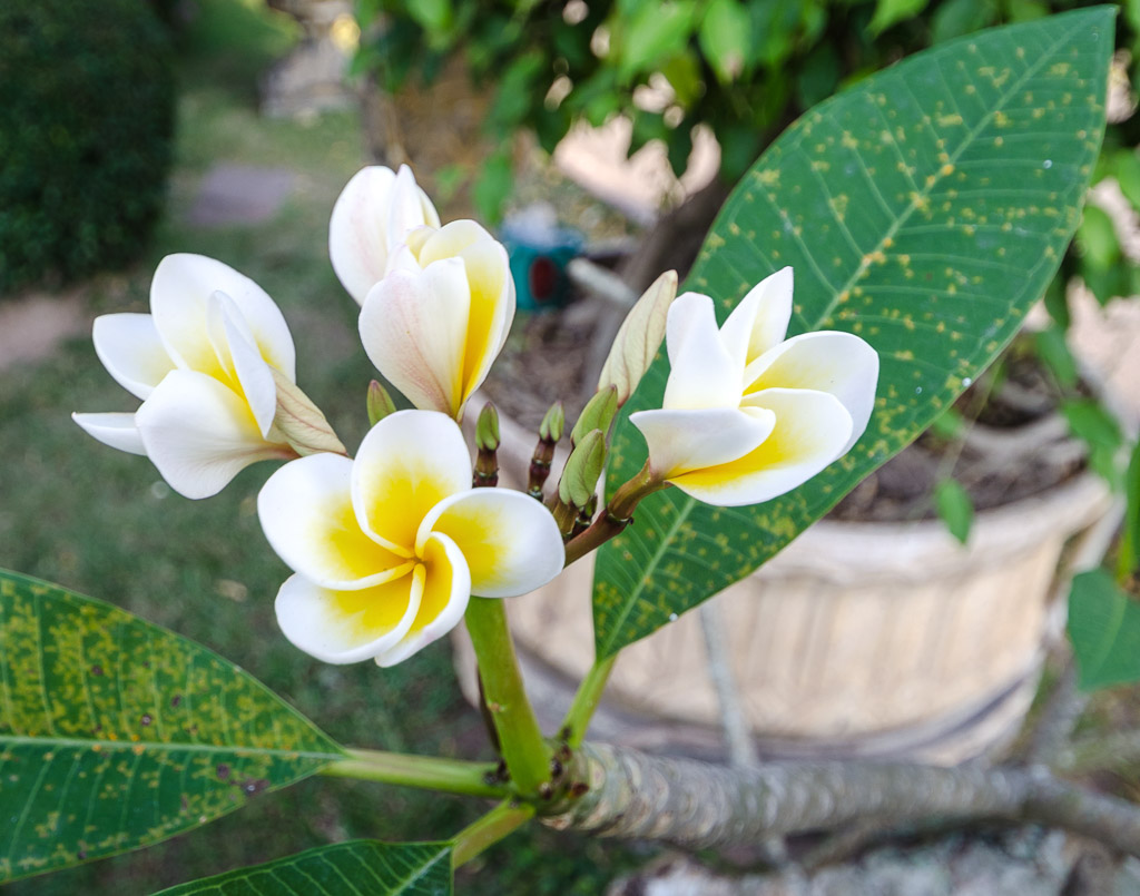 flower-blossoms-v-1.jpg