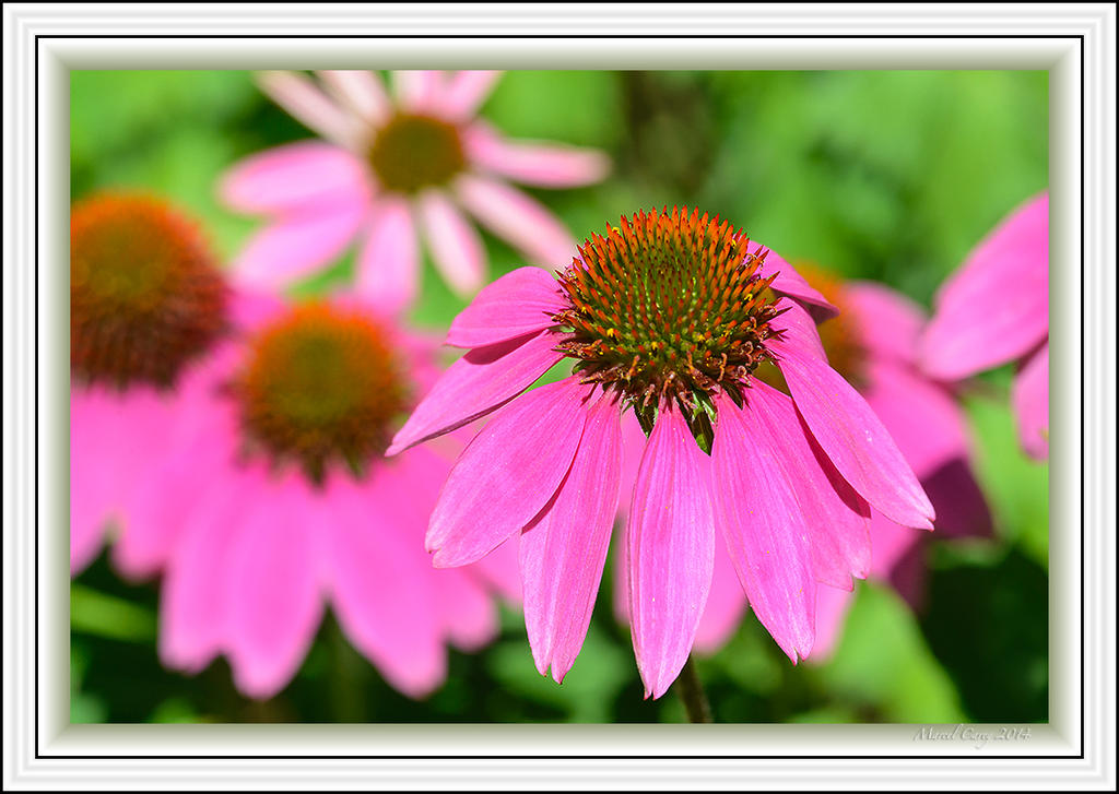 flower bokeh.jpg