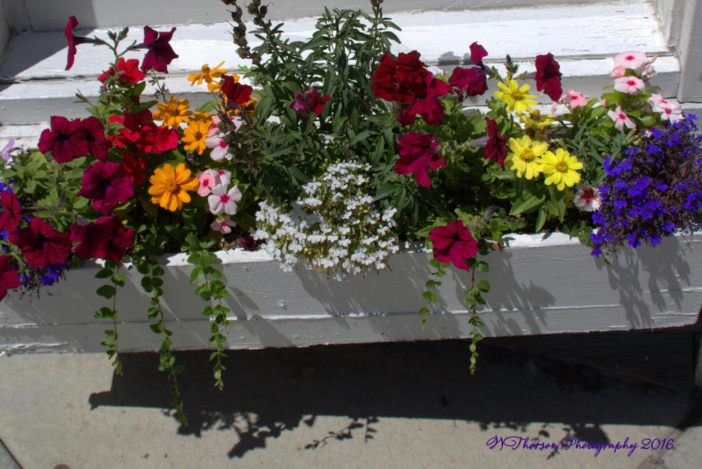 Flower Box  at the Park City Arts Festival 8-12-2016.jpg