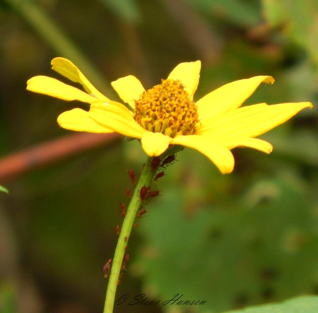 flower bugs.jpg