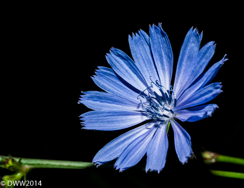 Flower Burst 2 (1 of 1).jpg