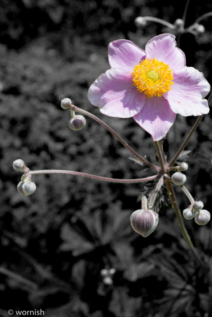 flower bw.jpg