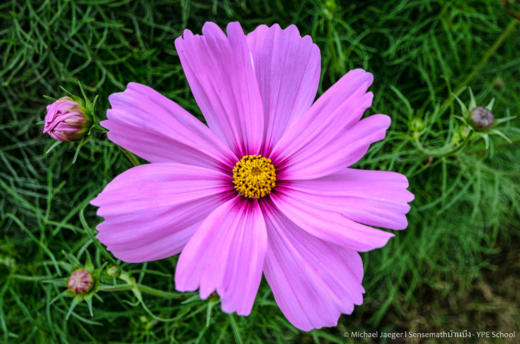 flower dark prple-1.jpg