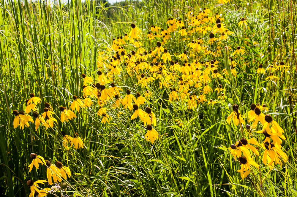Flower Field1 (1 of 1).jpg