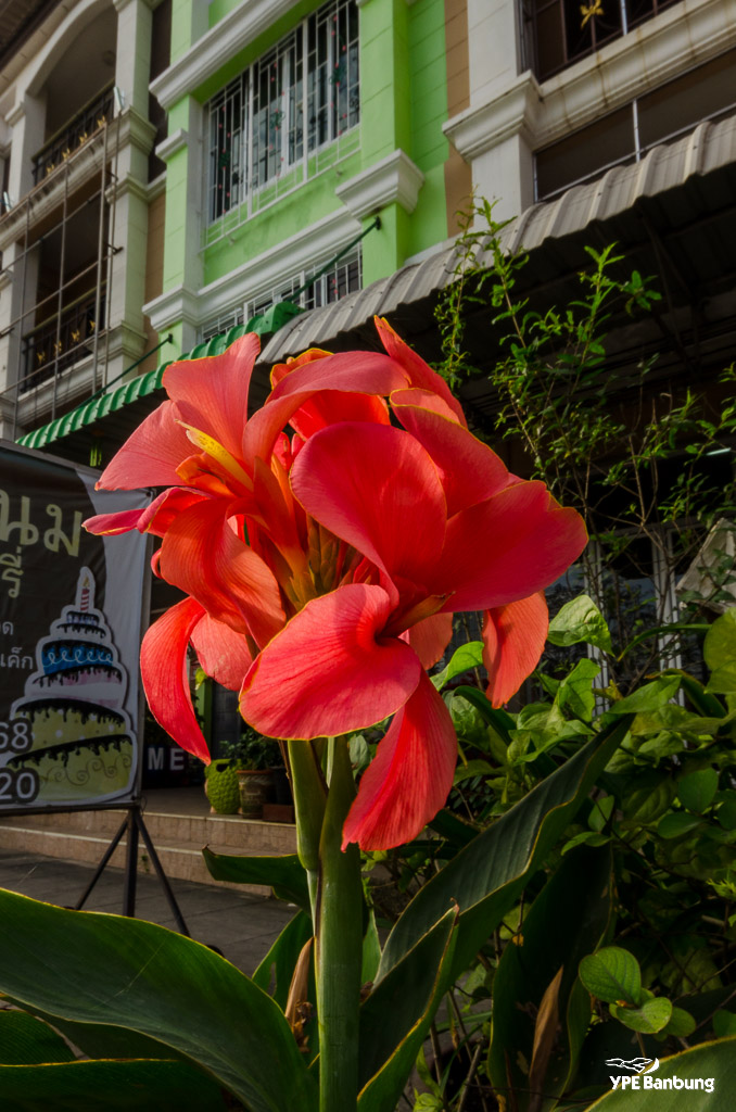 flower-front-ype-1.jpg
