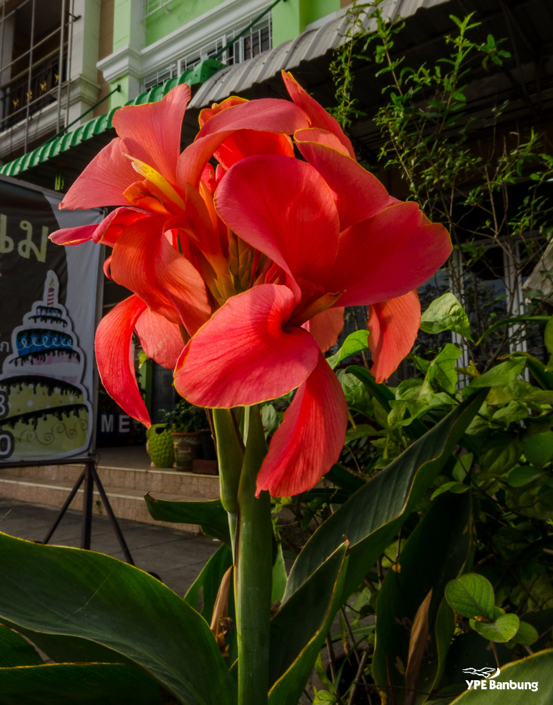 flower-front-ype1-1.jpg