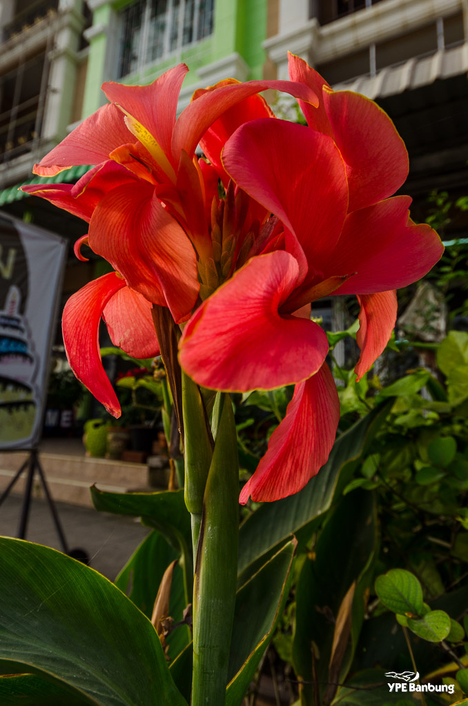 flower-front-ype2-1.jpg