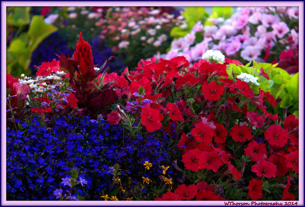 Flower Garden.jpg