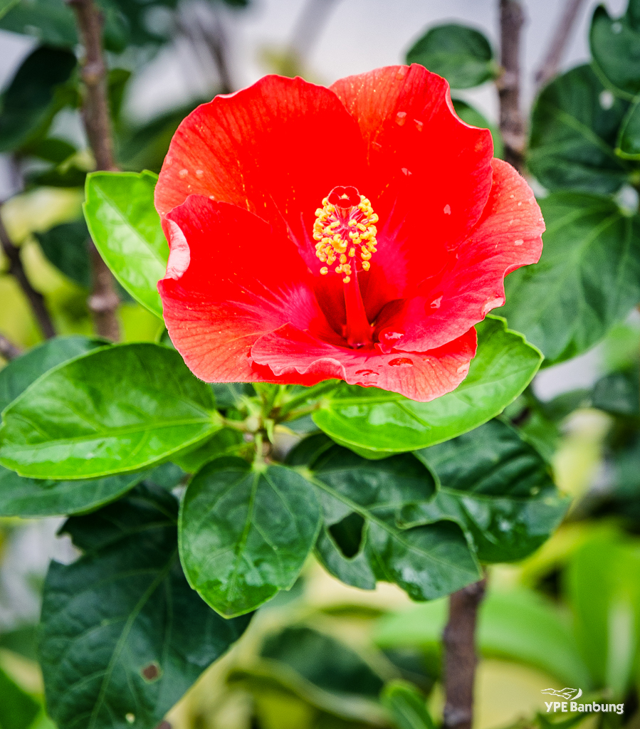 flower-in-the-morning-1.jpg