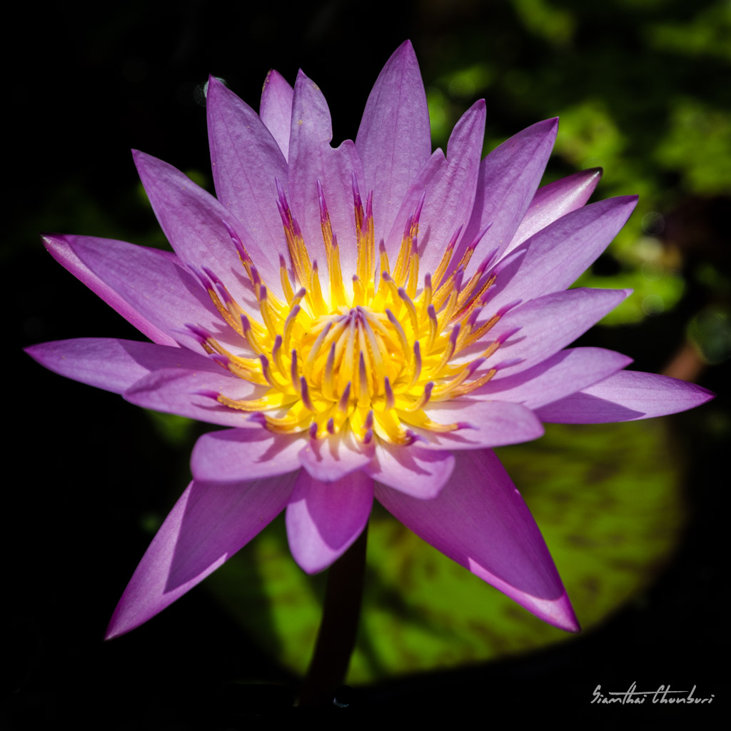 flower-in-the-morning.jpg