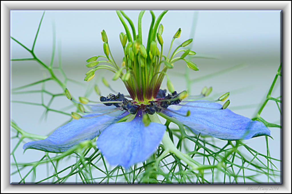 flower.jpg