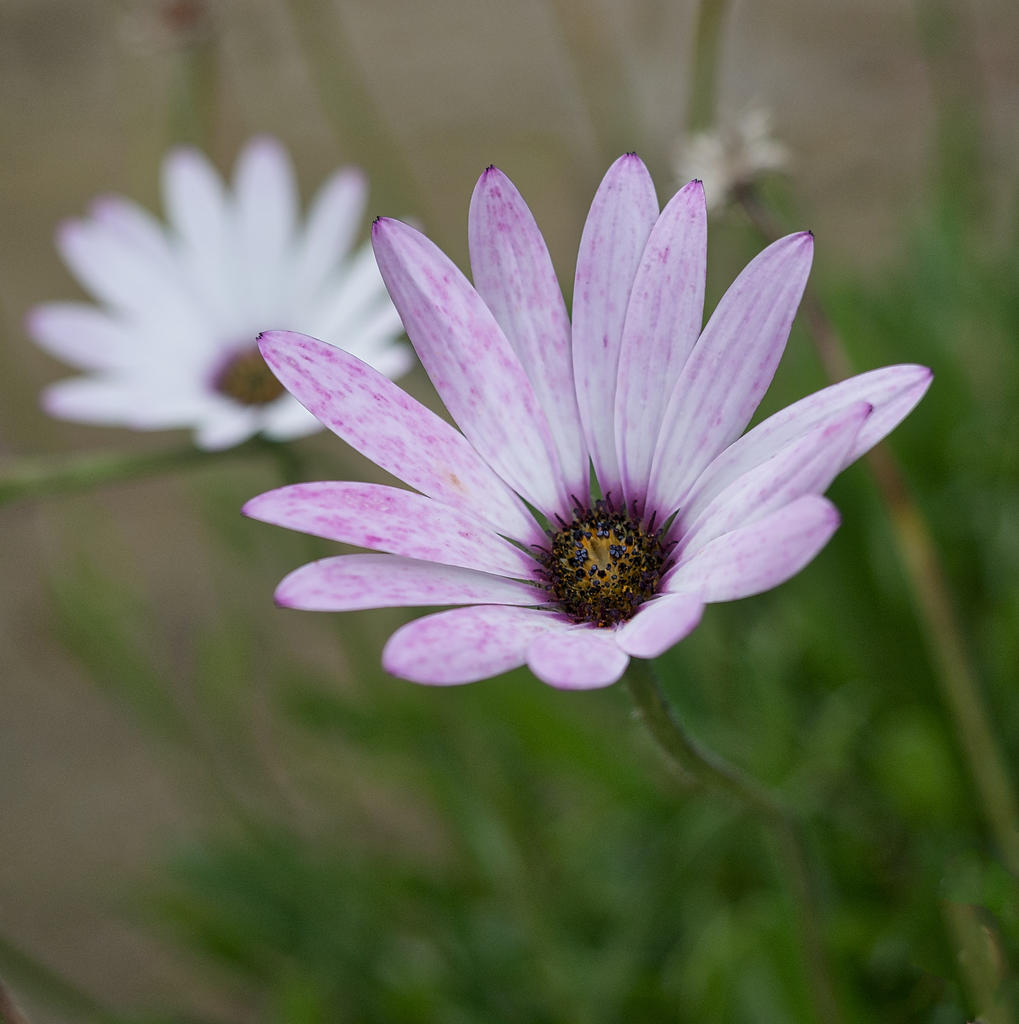 Flower.jpg