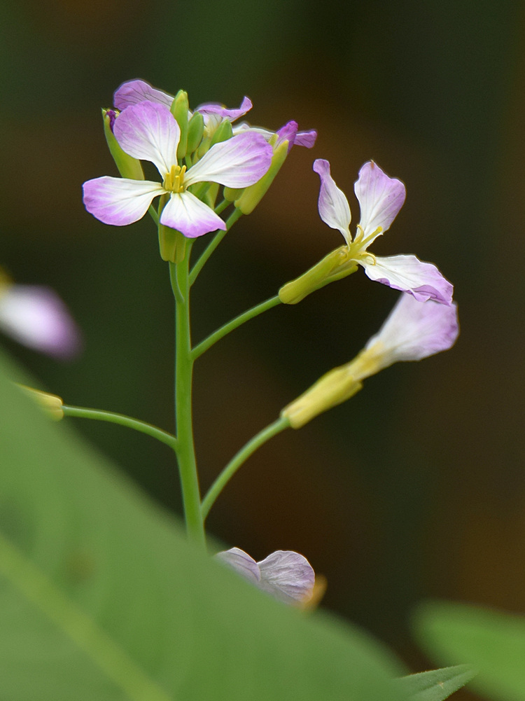 Flower.jpg
