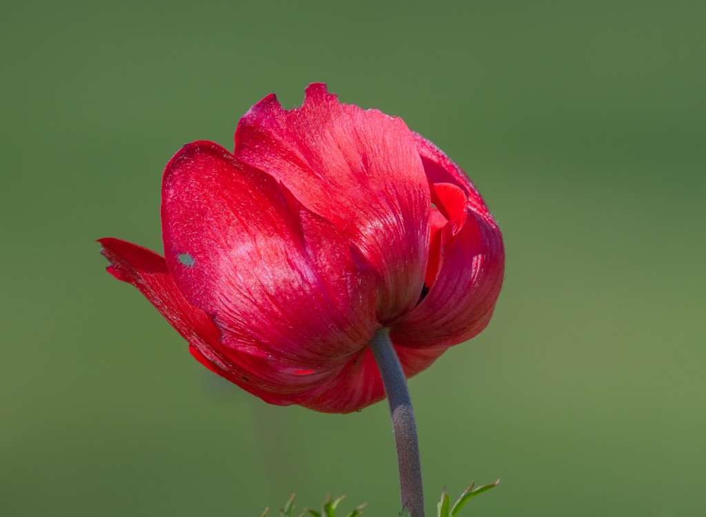 Flower.jpg