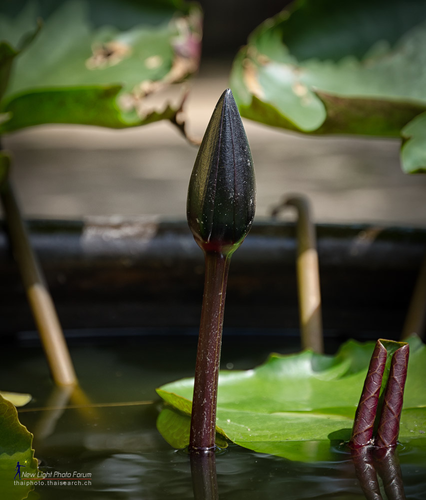 flower.jpg