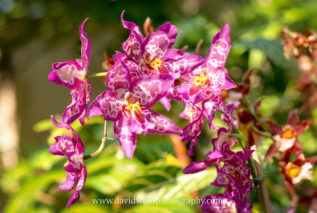 Flower Merge-10-Edit.jpg