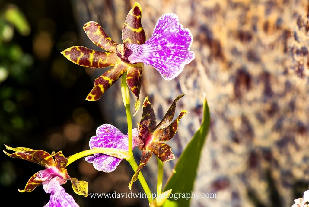 Flower Merge-11-Edit.jpg