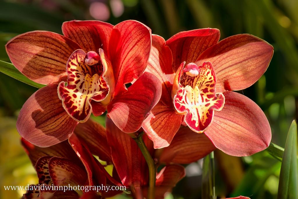 Flower Merge-2-Edit.jpg