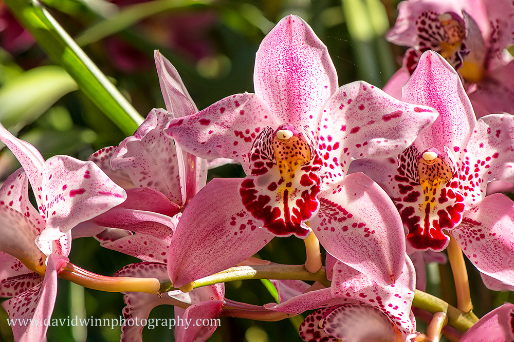 Flower Merge-5-smtest1.jpg