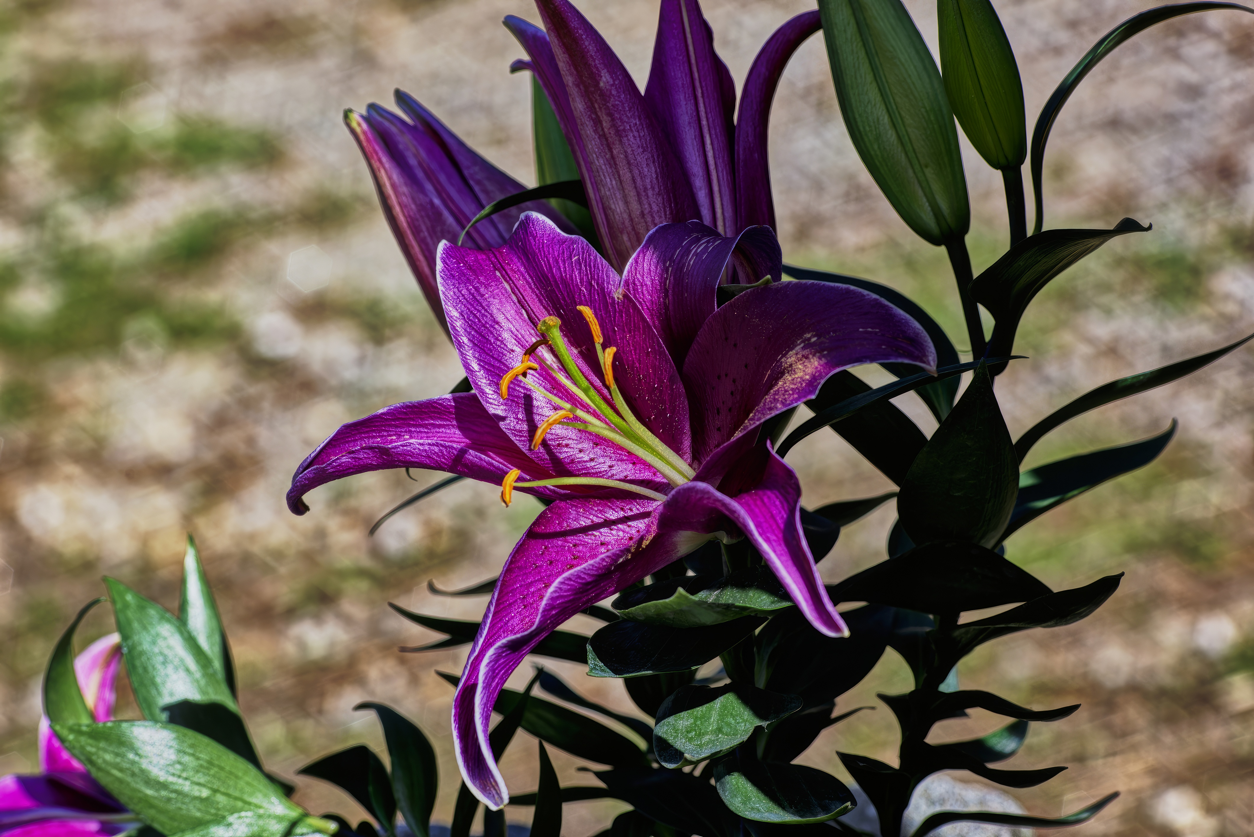 Flower old nikon test.jpg
