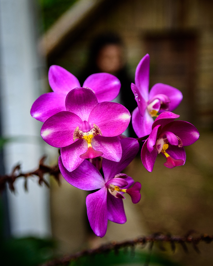 flower-orchid-1.jpg