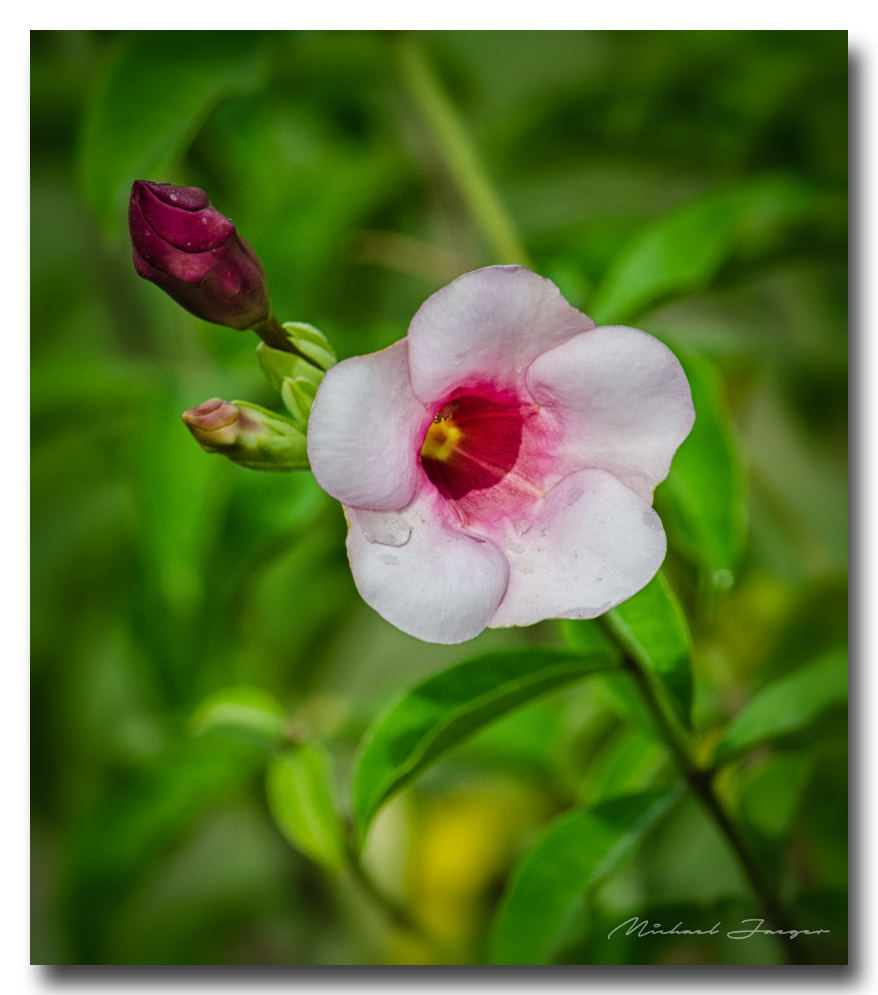 flower-pinkish-ype.jpg