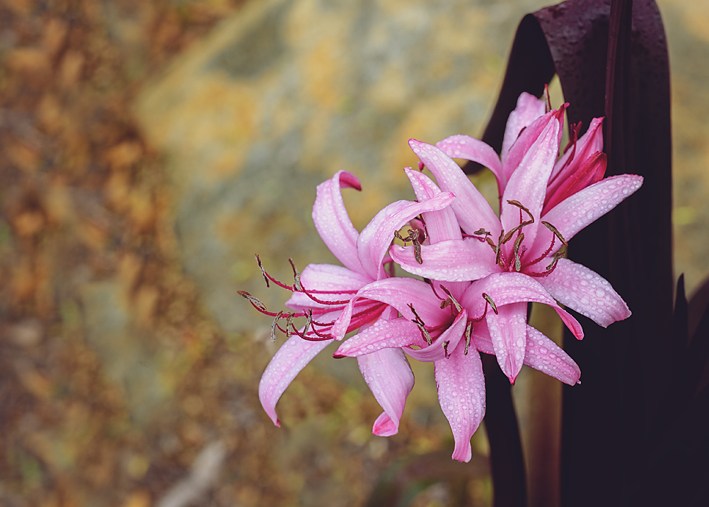 Flower Power is all Wet Today.jpg