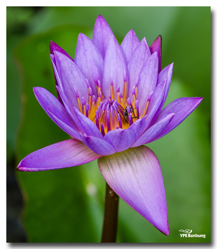 flower-puple.jpg