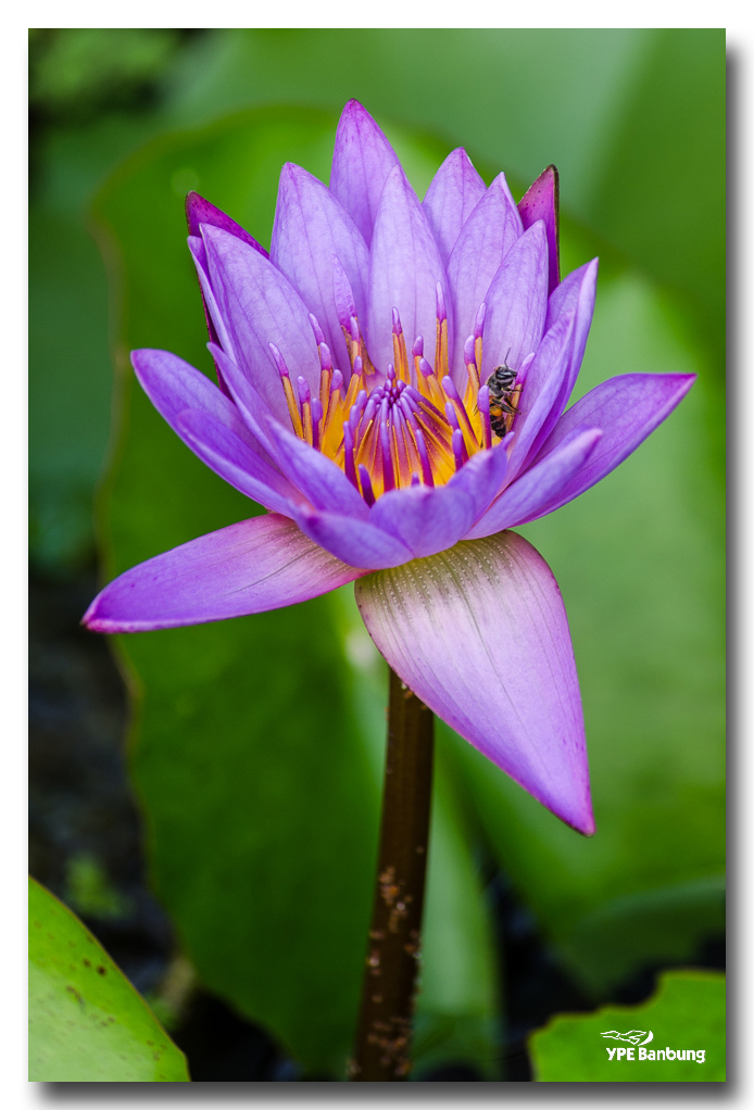 flower-puple1.jpg