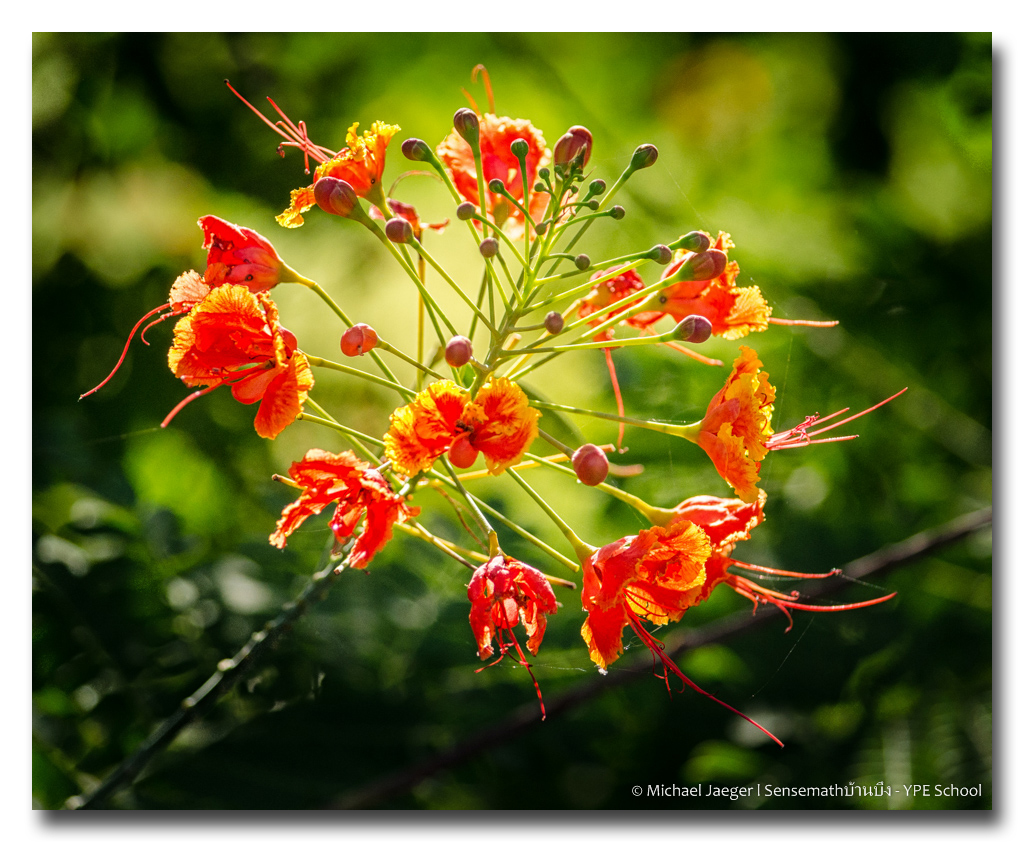 flower-red-sunlight-1.jpg