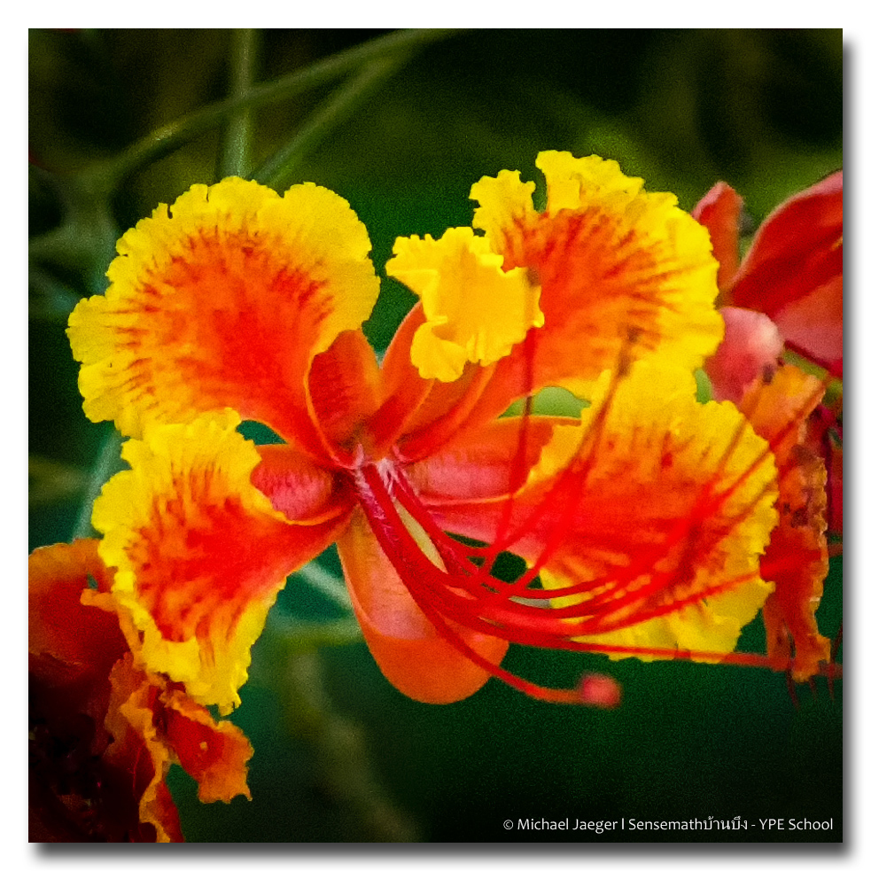 flower-red-sunlight1-1.jpg