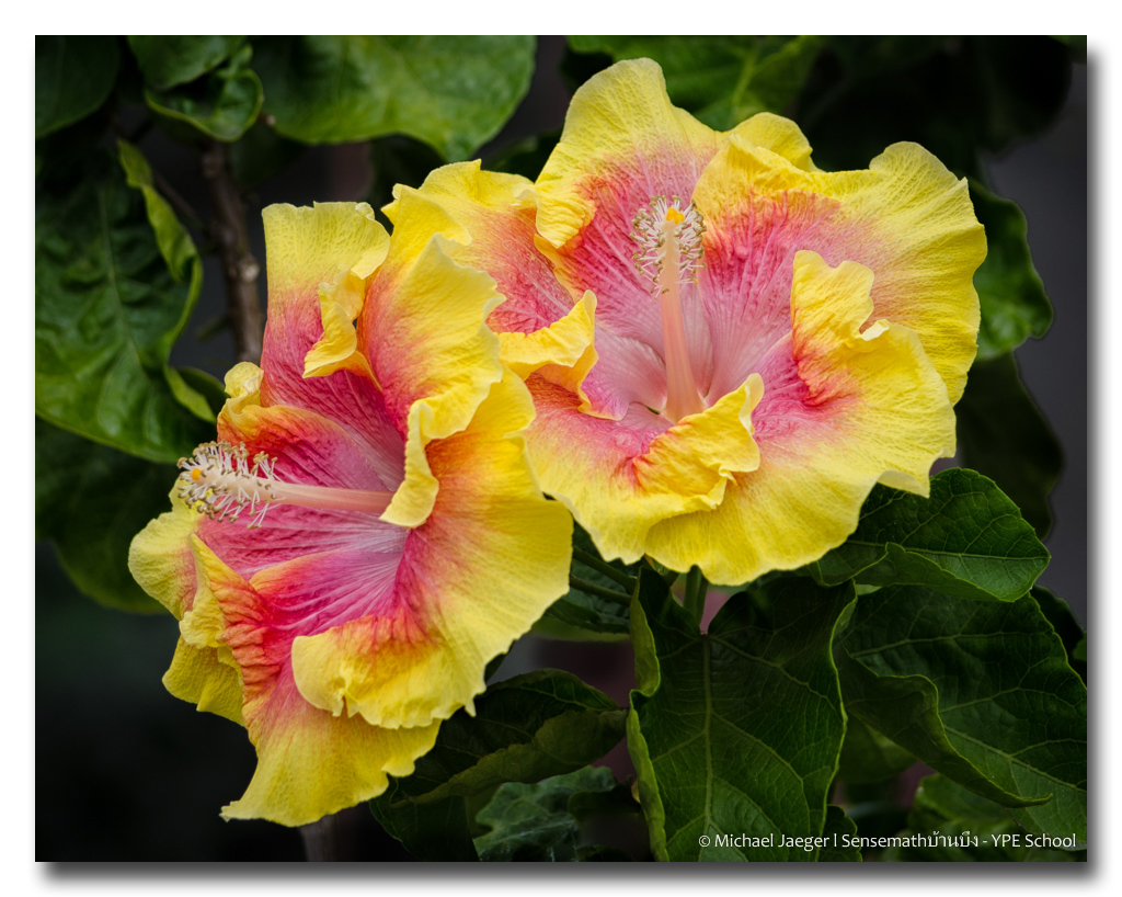 flower-red-yellow-1.jpg