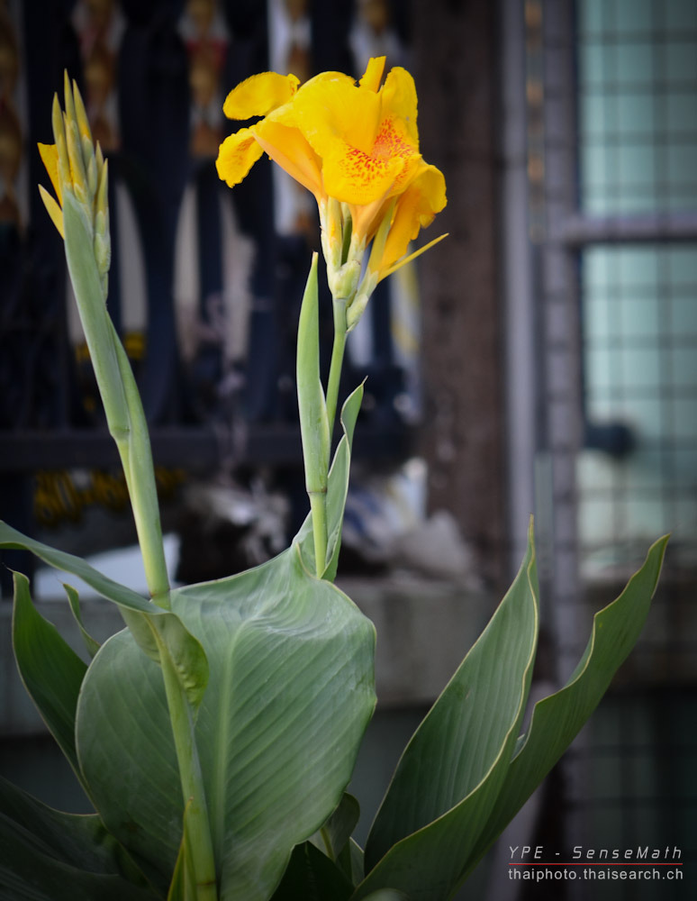 flower-road-1.jpg